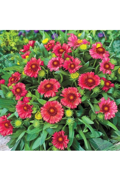 Суцвіття гайлардії на сонячній клумбі